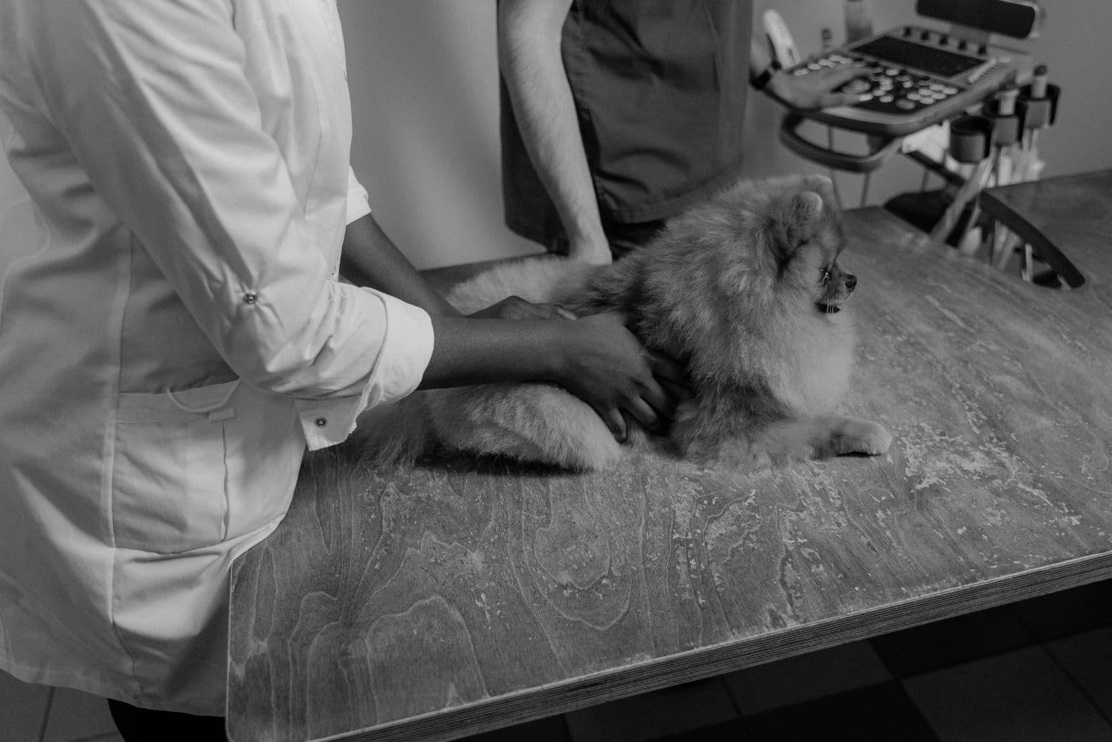 Veterinary professional caring for a pet